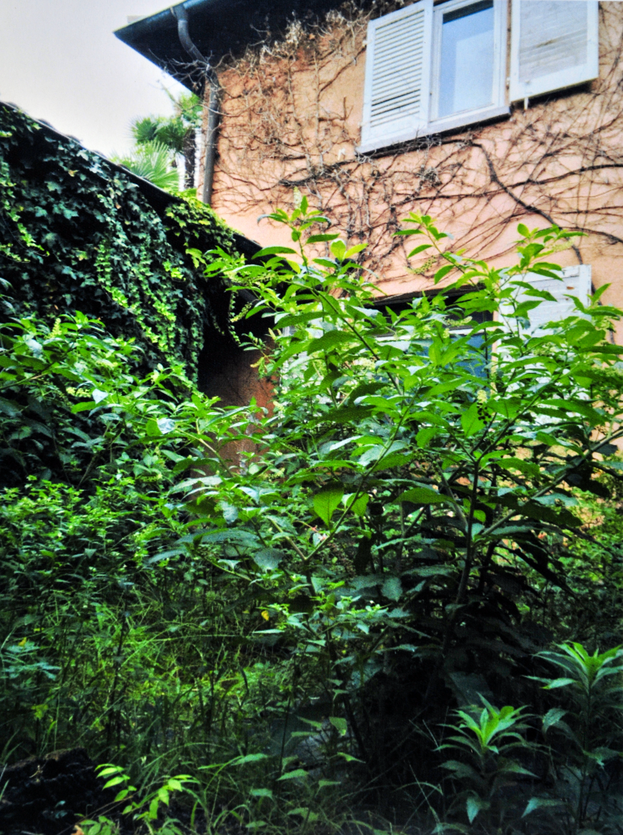 The house at the time of discovery, after 15 years of oblivion.